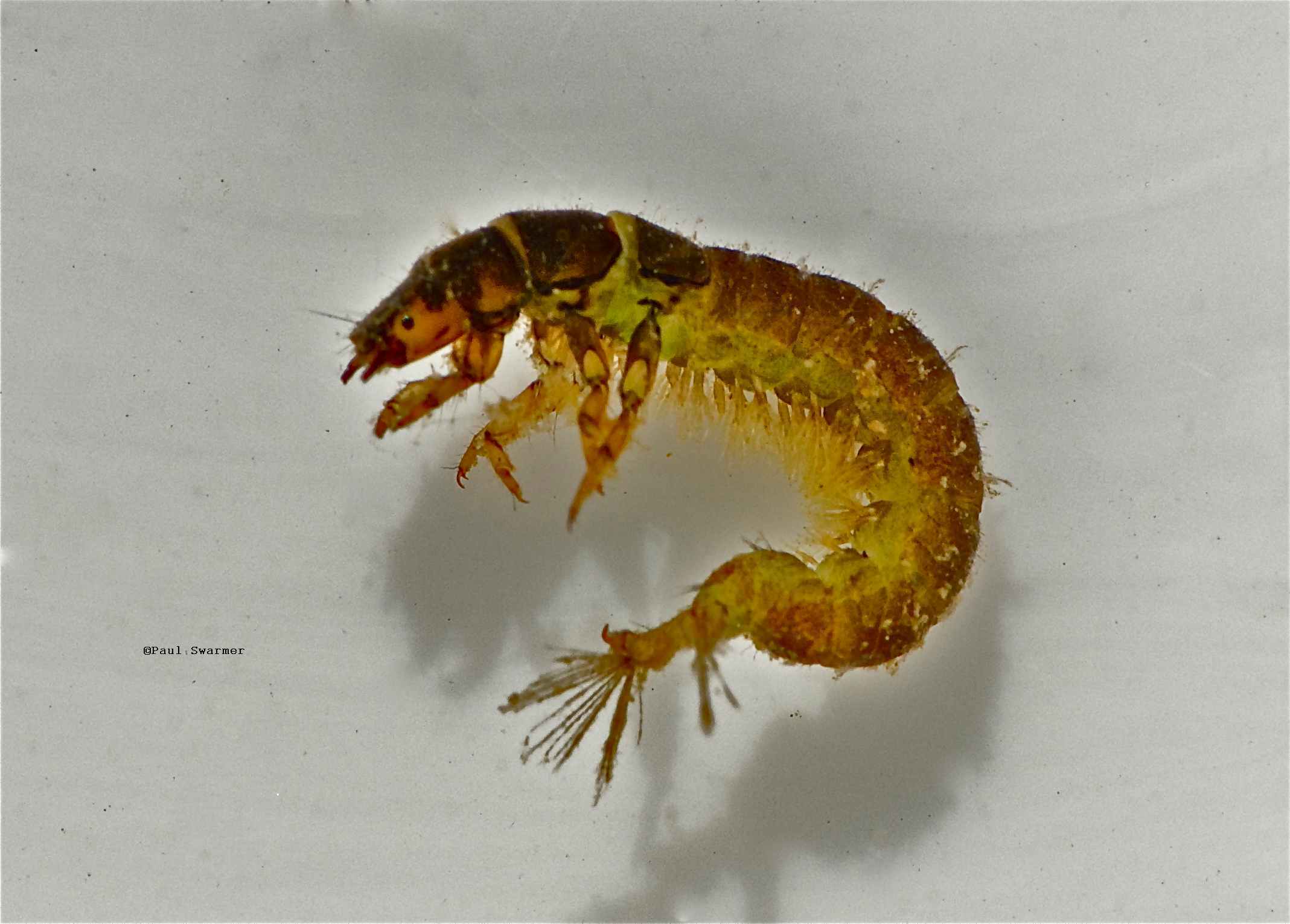 caddislarvae