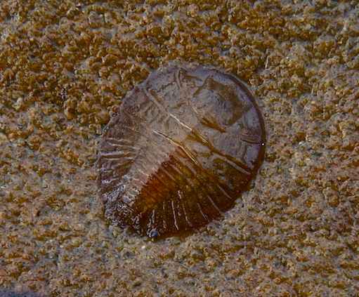 waterpenny
