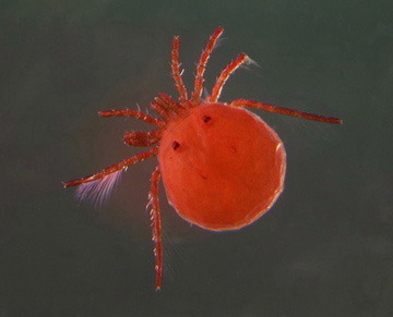 mite